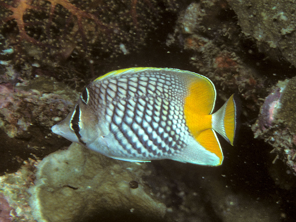 Chaetodon xanthurus (Pesce farfalla coda gialla)